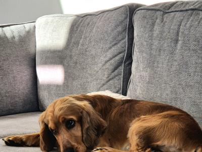 Cooper – Family-friendly & Working Cocker Spaniel for stud in Offaly
