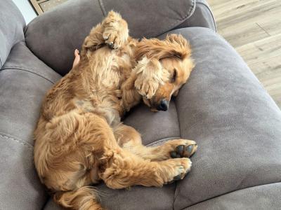 Cooper – Family-friendly & Working Cocker Spaniel for stud in Offaly