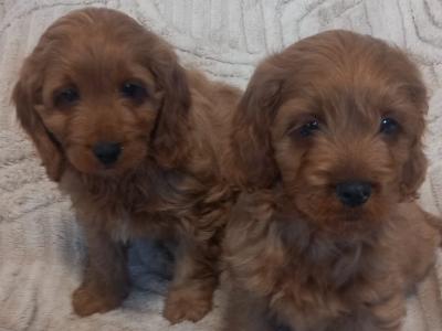 Toy Cavapoo puppies in Kilkenny