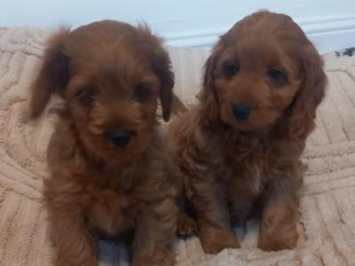 Toy Cavapoo puppies in Kilkenny