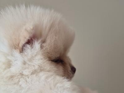Male Pomeranian puppy for sale in Galway - WhatsApp me 0857667050