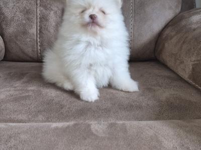 Male Pomeranian puppy for sale in Galway - WhatsApp me 0857667050