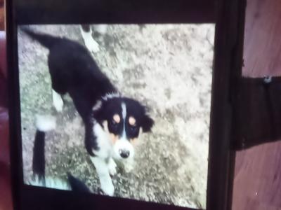 Border Collie puppies in Cork