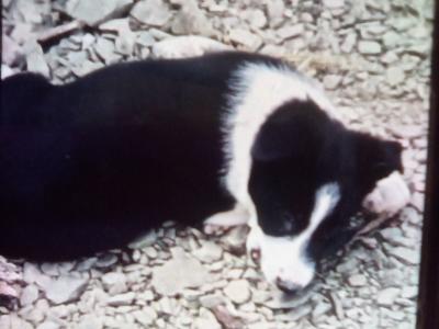 Border Collie puppies in Cork