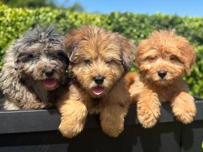 Bernedoodle puppies in Limerick