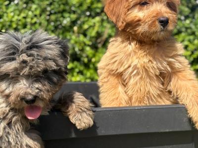 Bernedoodle puppies in Limerick