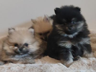 IKC Registered (pending) Pomeranian puppies in Kildare