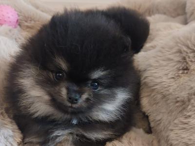 IKC Registered (pending) Pomeranian puppies in Kildare