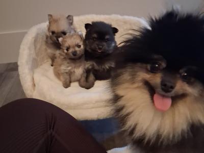 IKC Registered (pending) Pomeranian puppies in Kildare