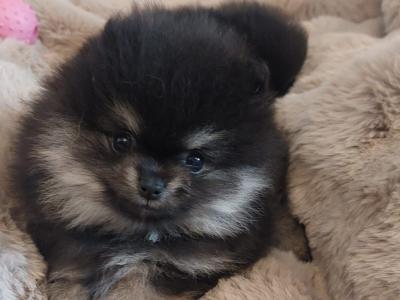 IKC Registered (pending) Pomeranian puppies in Kildare