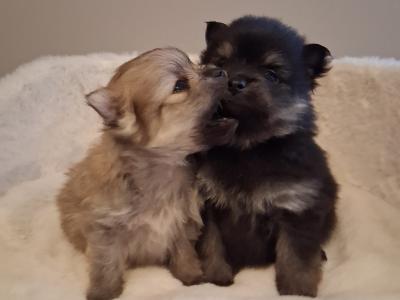IKC Registered (pending) Pomeranian puppies in Kildare