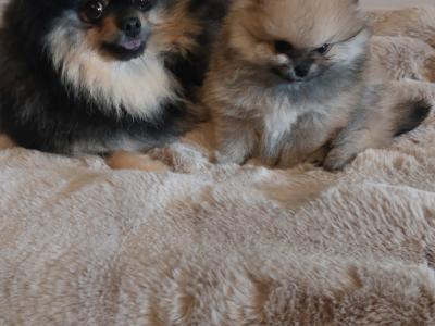 IKC Registered (pending) Pomeranian puppies in Kildare