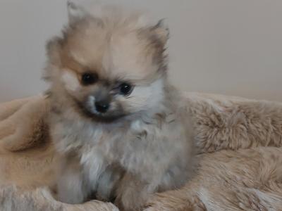 IKC Registered (pending) Pomeranian puppies in Kildare