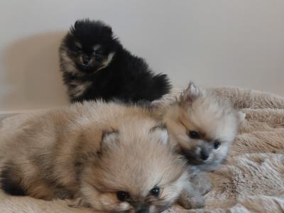 IKC Registered (pending) Pomeranian puppies in Kildare