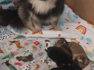 IKC Registered (pending) Pomeranian puppies in Kildare