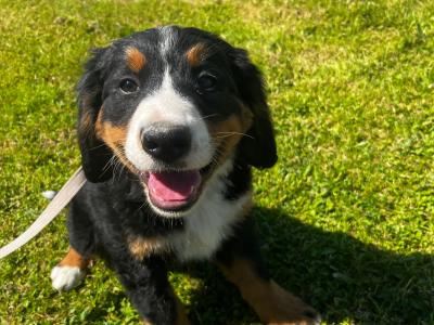 (1 left) Bernese Mountain X Dog puppy in Cork