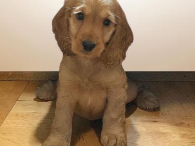 Golden Cocker Spaniel puppies in Galway