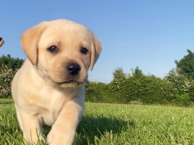 Beautiful Labrador puppies in Meath