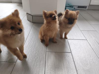 Pomeranian puppies in Dublin