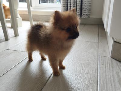 Pomeranian puppies in Dublin