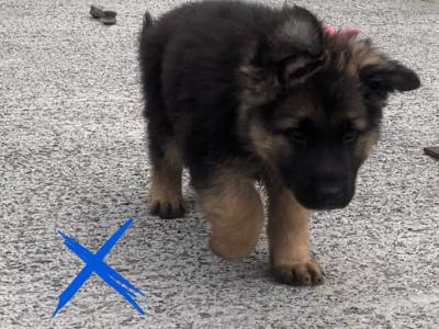 Gorgeous German Shepherd puppies in Galway