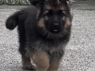 Gorgeous German Shepherd puppies in Galway