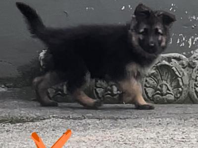 Gorgeous German Shepherd puppies in Galway