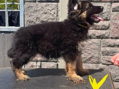 Gorgeous German Shepherd puppies in Galway