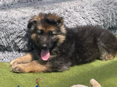 Gorgeous German Shepherd puppies in Galway
