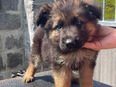 Gorgeous German Shepherd puppies in Galway
