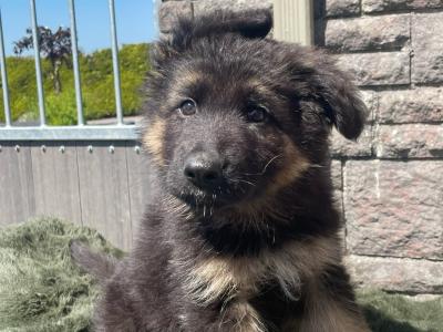 Gorgeous German Shepherd puppies in Galway