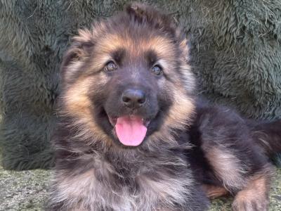 Gorgeous German Shepherd puppies in Galway