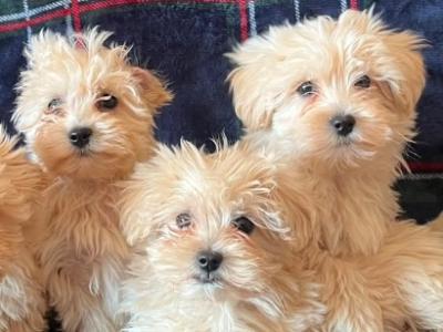Maltipoo puppies in Roscommon