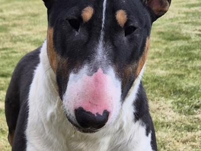 IKC Registered female Bull Terrier puppy 9 months old in Wicklow