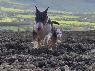 IKC Registered female Bull Terrier puppy 9 months old in Wicklow