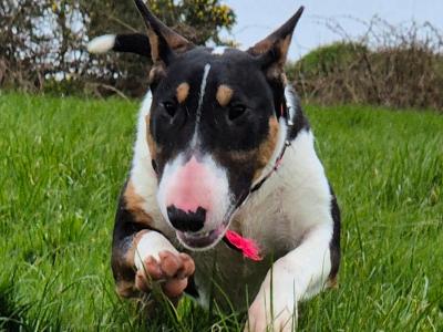 IKC Registered female Bull Terrier puppy 9 months old in Wicklow