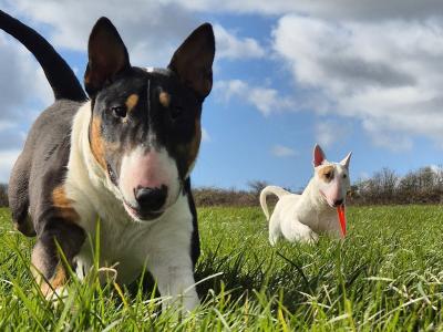 IKC Registered female Bull Terrier puppy 9 months old in Wicklow