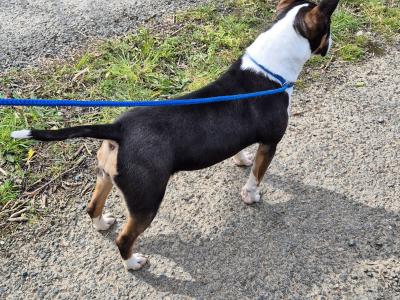 IKC Registered female Bull Terrier puppy 9 months old in Wicklow