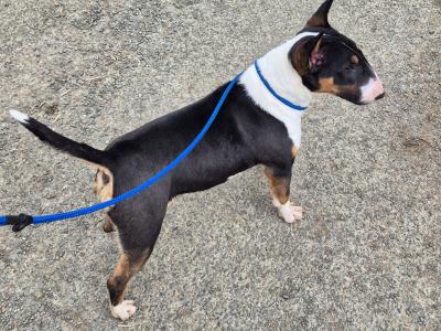 IKC Registered female Bull Terrier puppy 9 months old in Wicklow