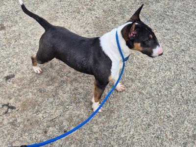IKC Registered female Bull Terrier puppy 9 months old in Wicklow