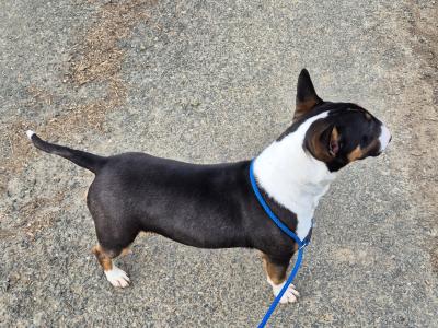 IKC Registered female Bull Terrier puppy 9 months old in Wicklow