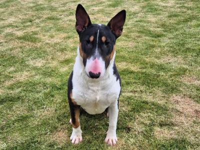 IKC Registered female Bull Terrier puppy 9 months old in Wicklow