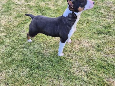 IKC Registered female Bull Terrier puppy 9 months old in Wicklow