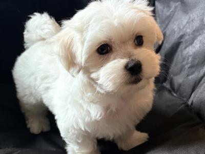 # ALL GONE # Purebred Miniature Maltese puppies (Roscommon/Galway