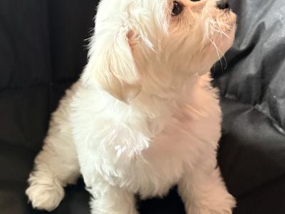 # ALL GONE # Purebred Miniature Maltese puppies (Roscommon/Galway