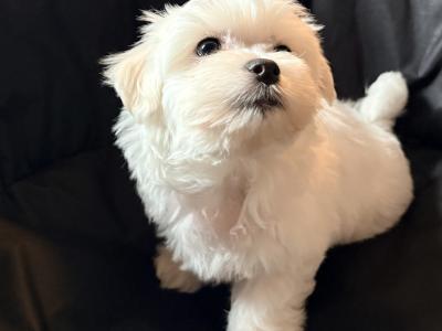 # ALL GONE # Purebred Miniature Maltese puppies (Roscommon/Galway