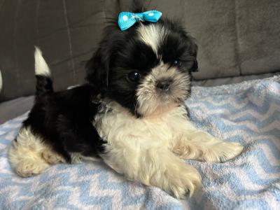 Purebred Shih Tzu puppies in Tipperary