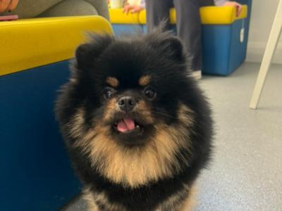 Male Black and Tan Pomeranian for stud in Carlow