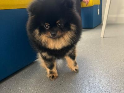Male Black and Tan Pomeranian for stud in Carlow