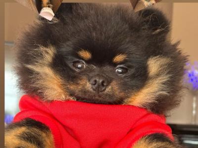 Male Black and Tan Pomeranian for stud in Carlow
